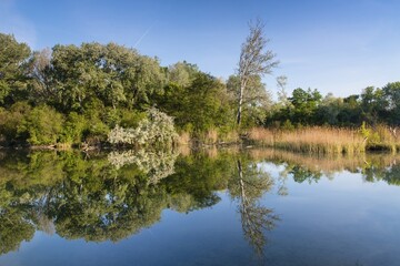 Obraz premium Dechantlacke, trees reflected in the water, Lobau, Danube-Auen National Park, wetlands, Vienna, Lower Austria, Austria, Europe