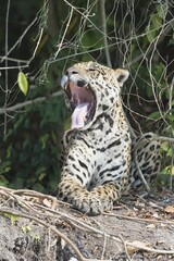 Male Jaguar (Panthera onca) yawning on a riverbank, Cuiaba river, Pantanal, Mato Grosso, Brazil, South America
