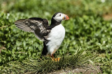 Puffin (Fratercula arctica), Farne Islands, Northumberland, England, United Kingdom, Europe