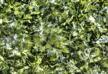 Abstract, Leaves, Creative, Two-tone, Black, Green, All over background, Pattern, Design, artistic, Germany, Europe