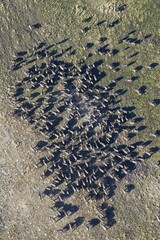 Cape Buffalo (Syncerus caffer caffer), herd, aerial view, Okavango Delta, Moremi Game Reserve, Botswana, Africa