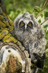 Long-eared owl (Asio otus) on tree trunk, juvenile, Burgenland, Austria, Europe