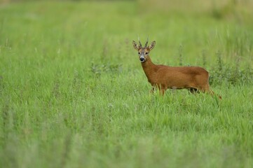 European roe deerbock (Capreolus capreolus), stands attentively in a meadow, Lower Rhine, North Rhine-Westphalia