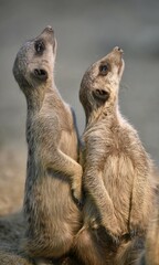 Meerkats (Suricata suricatta), kitten, looking up, captive