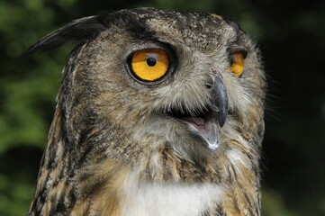 Eurasian eagle owl (Bubo bubo)