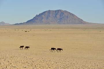 Namib desert horses (Equus ferus) in desert, near watering hole at Garub, Aus, Karas Region, Namibia, Africa
