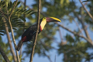 Swainson toucan (Ramaphastos swainsonii) perched on a tree branch, Heredia Province, Costa Rica, Central America