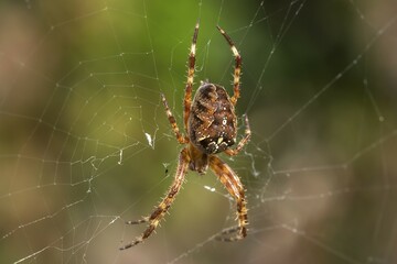 European garden spider (Araneus diadematus) lurks in the spider's web, Bavaria, Germany, Europe