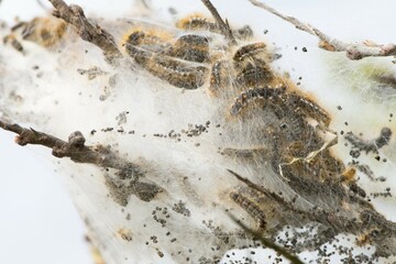 Caterpillars of the brown-tail (Euproctis chrysorrhoea) in cocoon, Langeoog, East Frisia, Lower Saxony, Germany, Europe