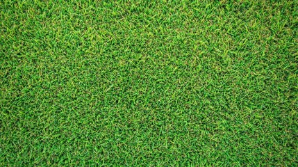 Obraz premium Soft green grass with visible blades, offering a natural and clean texture for eco and garden visuals.