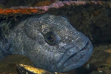 Atlantic wolffish (Anarhichas lupus), resting in wreck, Nova Scotia, Atlantic, Canada, North America