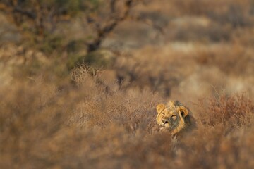 Lion (Panthera leo), resting male in the morning light, hidden between bushes, Kalahari Desert, Kgalagadi Transfrontier Park, South Africa, Africa
