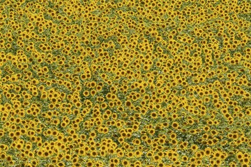 Sunflowers (Helianthus annuus), field, cultivations in the Campiña Cordobesa, Cordoba province, Andalusia, Spain, Europe