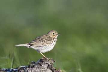 Meadow pipit (Anthus pratensis) sitting on a mound, Emsland, Lower Saxony, Germany, Europe