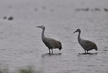 Sandhill Cranes at Staten Island, CA 