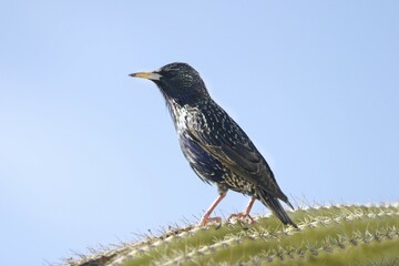 Bird sitting on cactus