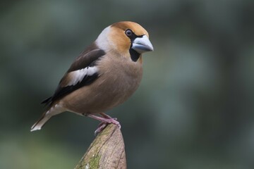 Hawfinch (Coccothraustes coccothraustes) sits on Totholz, Emsland, Lower Saxony, Germany, Europe