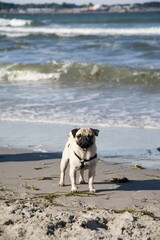 Young pug on a beach