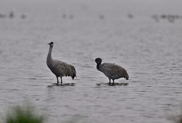 Sandhill Cranes at Staten Island, CA 