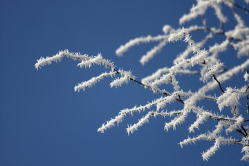 Frost-covered branches