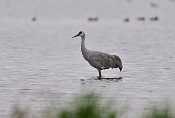 Sandhill Cranes at Staten Island, CA 
