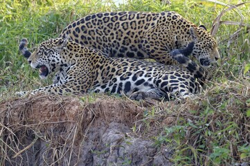 Adult female jaguar (Panthera onca) with a young on a riverbank, Cuiaba river, Pantanal, Mato Grosso, Brazil, South America