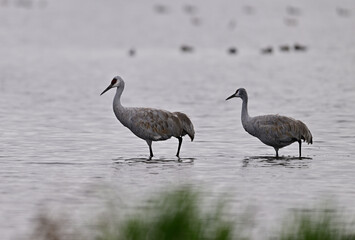 Sandhill Cranes at Staten Island, CA 