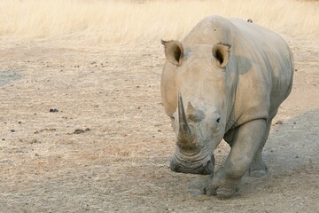 White Rhinoceros (Ceratotherium simum), frontal view, Okapuka Ranch, District Windhoek, Namibia,...