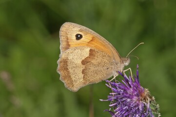 Meadow brown (Maniola jurtina), drinking nectar from greater knapweed (Centaurea scabiosa), Baden-Wurttemberg, Germany, Europe
