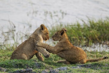 Lion (Panthera leo), two cubs play, early morning, Chobe National Park, Botswana, Africa