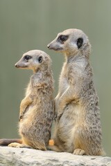 Meerkats (Suricata suricatta), native to Africa, captive, Baden-Württemberg, Germany, Europe