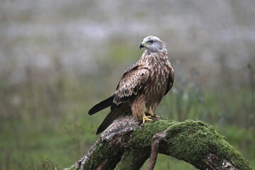 Red kite (Milvus milvus) sitting on old tree trunk, Allgaeu, Bavaria, Germany, Europe