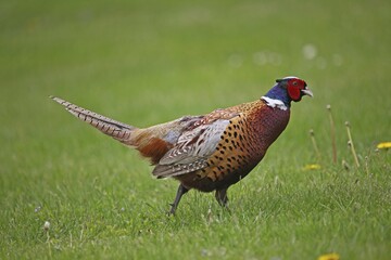 Pheasant (Phasianus colchicus), cock strutting in a meadow, Lower Austria, Austria, Europe
