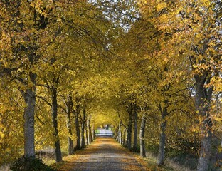 Fototapeta premium Avenue, autumnal colours, Krageholm, Scania, Sweden, Europe