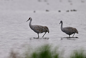 Sandhill Cranes at Staten Island, CA 