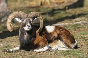 Mouflon ram (Ovis ammon musimon), captive, Bavaria, Germany, Europe