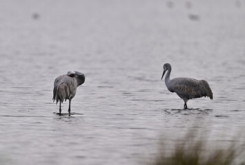 Sandhill Cranes at Staten Island, CA 