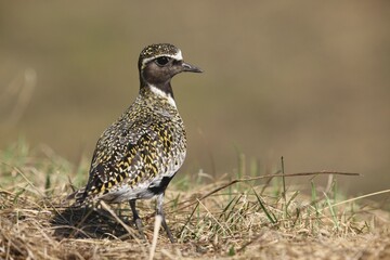 European golden plover (Pluvialis apricaria), Lapland, Sweden, Europe