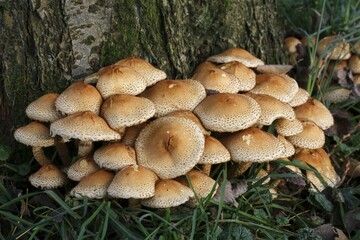 Shaggy scalycap (Pholiota squarrosa), Schleswig-Holstein, Germany, Europe