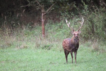 Sika Deer (Cervus nippon), Hungary, Europe