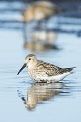 Dunlin (Calidris alpina) in water, reflection, Darß, Mecklenburg-Western Pomerania, Germany, Europe