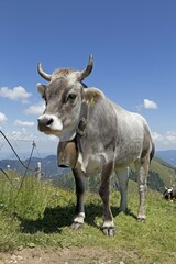 Cow on the alp, Hochgrat summit near Steibis, Allg&auml;u, Bavaria, Germany, Europe