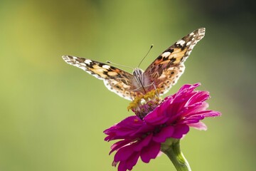 Painted lady (Vanessa cardui) on Zinnia (Zinnia elegans), Hesse, Germany, Europe