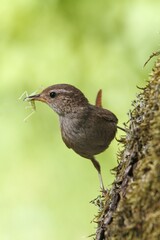 Eurasian wren (Troglodytes troglodytes), old bird with food in its beak on a mossy tree, Nature Park Peental, Mecklenburg-Western Pomerania, Germany, Europe
