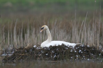 Mute swan (Cygnus olor) breeding in the nest, Emsland, Lower Saxony, Germany, Europe