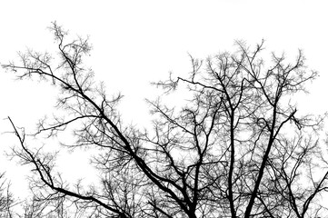 Black branches tree isolated on white. Black and white trees silhouettes on sky background. Bare branches trees in winter. Forest pattern texture. Treetops frame.