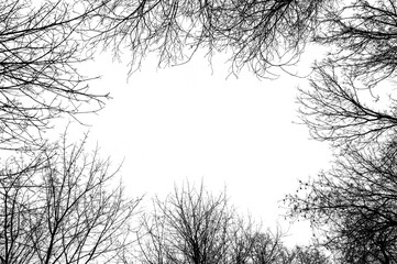 Black branches tree isolated on white. Black and white trees silhouettes on sky background. Bare...