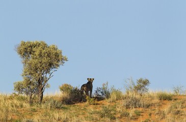 Lioness (Panthera leo), female on the lookout on the ridge of a grass-grown sand dune, Kalahari...