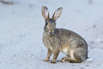 European rabbit (Oryctolagus cuniculus), Emsland, Lower Saxony, Germany, Europe