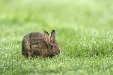 European rabbit (Oryctolagus cuniculus) in wet meadow, Lower Rhine, North Rhine-Westphalia, Germany, Europe